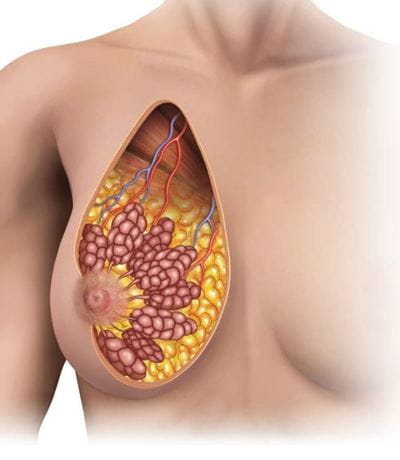 Illustration showing a cross section and anatomy of a woman's chest