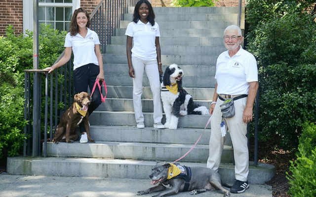 Therapy animal teams